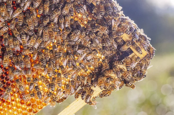 Honey Bees Honeycomb Apiary Summertime — Stock Photo, Image