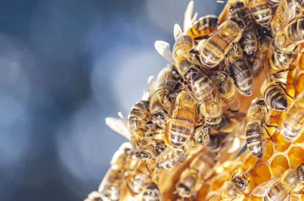 Arı Kovanında Bal Arıları Yaz Mevsiminde — Stok fotoğraf