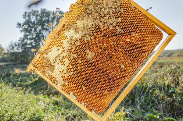 Pszczoły Miodne Plastrze Miodu Pasiece Latem — Zdjęcie stockowe