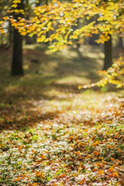 Sonbaharda ormanda renkli ağaçlar