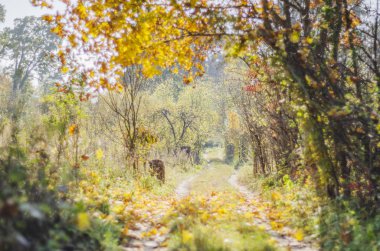 Güzel ve güneşli sonbahar sezonunda renkli yol