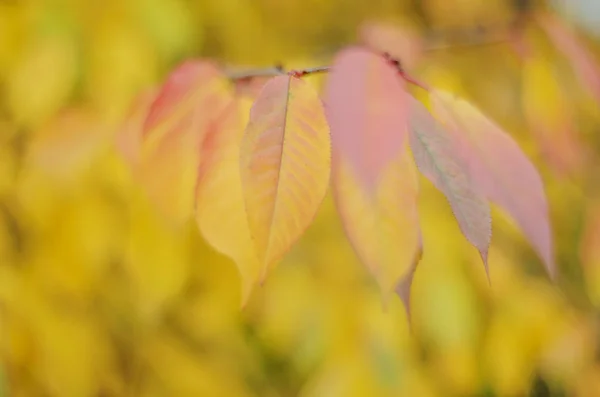 Primer Plano Hojas Cereza Colores Jardín Hermosa Temporada Otoño — Foto de Stock