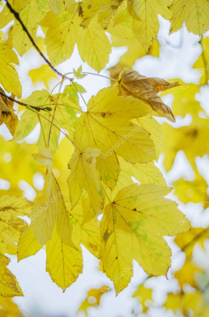 colorful leaves in beautiful autumn season in the park