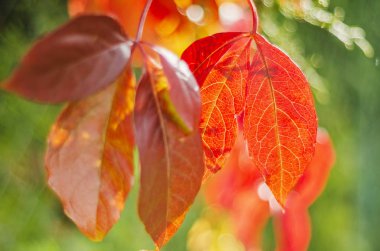 parkta güzel sonbahar sezonunda renkli yaprakları