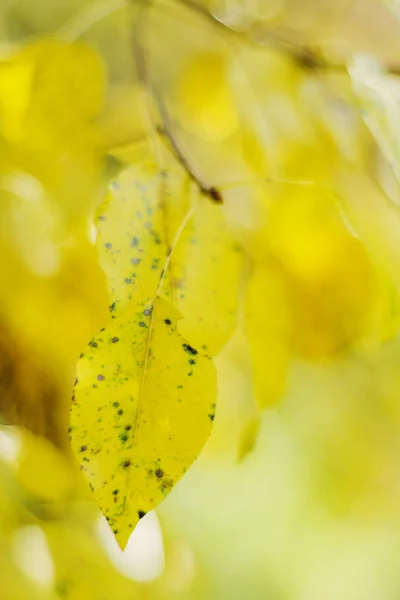 Folhas Coloridas Bela Temporada Outono Parque — Fotografia de Stock
