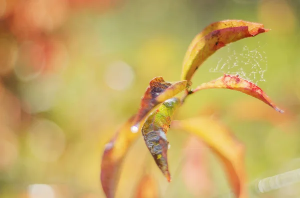 Foglie Colorate Nella Bella Stagione Autunnale Nel Parco — Foto Stock