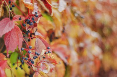Sonbahar manzarasında renkli ahşap yapraklar ve meyveler