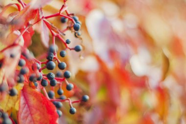 Sonbahar manzarasında renkli ahşap yapraklar ve meyveler