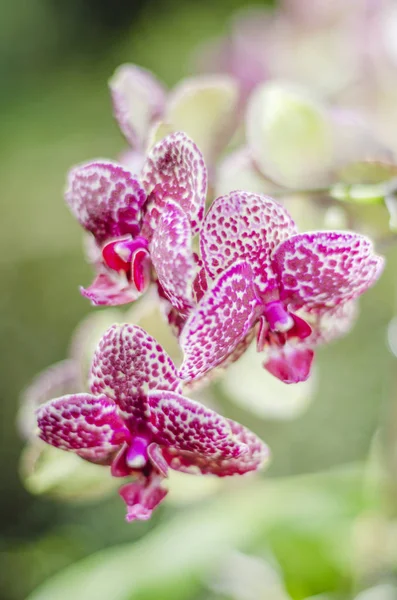 Closeup Beautiful Orchid Flowers Nature — Stock Photo, Image