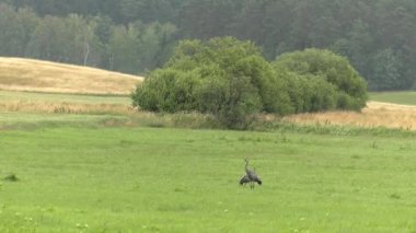 İki balıkçıllar. Çayır ve orman içinde belgili tanımlık geçmiş. Güzel alan. 4k, Uhd, 50p, 60p, kaydırma, portre, 