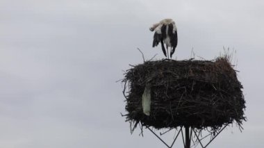 ıslak leylek yuvada.