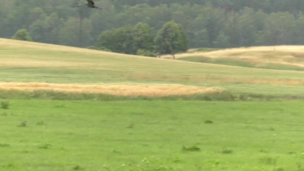 Zwei Reiher Hintergrund Wiese Und Wald Schönfeld Uhd 50P 60P — Stockvideo