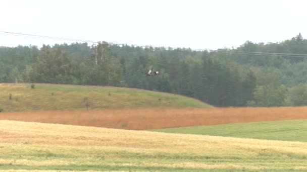 Zwei Reiher Hintergrund Wiese Und Wald Schönfeld Uhd 50P 60P — Stockvideo