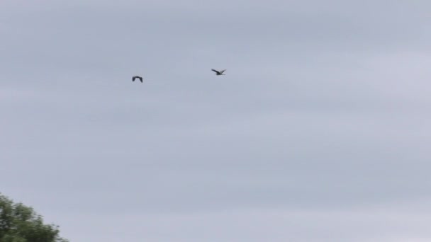 Two Herons Meadow Forest Background Beautiful Field Uhd 50P 60P — Stock Video