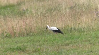 Leylek yiyecek aramaya. Kurbağa ve solucan yiyor. Çayır içinde belgili tanımlık geçmiş. 4k, Uhd, 50p, 60p, kaydırma, portre, 