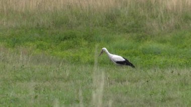 Leylek yiyecek aramaya. Kurbağa ve solucan yiyor. Çayır içinde belgili tanımlık geçmiş. 4k, Uhd, 50p, 60p, kaydırma, portre, 