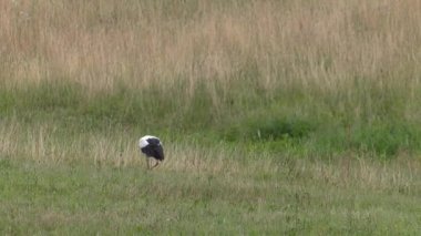 Leylek yiyecek aramaya. Kurbağa ve solucan yiyor. Çayır içinde belgili tanımlık geçmiş. 4k, Uhd, 50p, 60p, kaydırma, portre, 