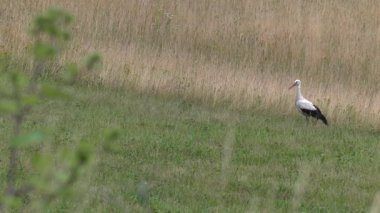Leylek yiyecek aramaya. Kurbağa ve solucan yiyor. Çayır içinde belgili tanımlık geçmiş. 4k, Uhd, 50p, 60p, kaydırma, portre, 