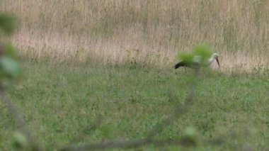 Leylek yiyecek aramaya. Kurbağa ve solucan yiyor. Çayır içinde belgili tanımlık geçmiş. 4k, Uhd, 50p, 60p, kaydırma, portre, 