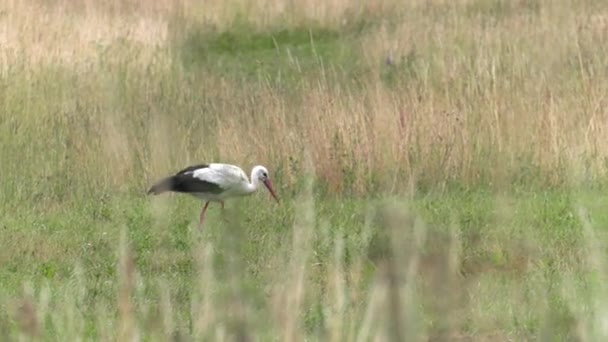 Ooievaar Zoek Naar Voedsel Eet Kikkers Wormen Weiland Achtergrond Uhd — Stockvideo