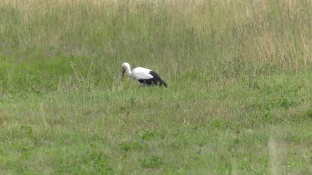 Stork Cherche Manger Mange Des Grenouilles Des Vers Une Prairie — Video