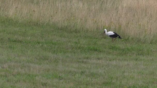 Stork Looking Food Eats Frogs Worms Meadow Background Uhd 50P — Stock Video