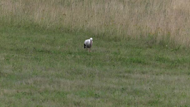 Stork Looking Food Eats Frogs Worms Meadow Background Uhd 50P — Stock Video