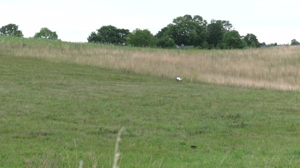 コウノトリは 食べ物を探しています カエルやワームを食べる バック グラウンドでの草原 Uhd クローズ アップ — ストック動画