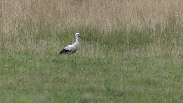 Stork Cherche Manger Mange Des Grenouilles Des Vers Une Prairie — Video