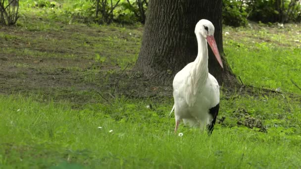 Stork Looking Food Eats Frogs Worms Meadow Background Uhd 50P — Stock Video