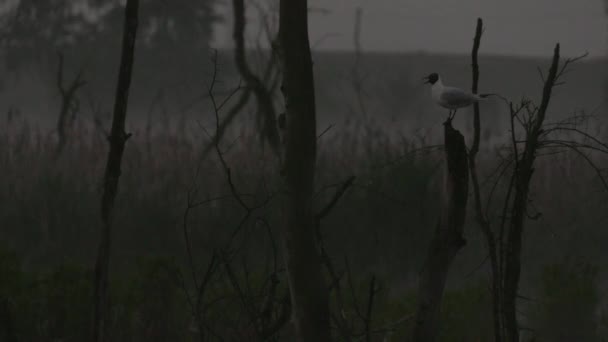 Pájaros Mañana Lago Oscuro Uhd 50P Cine Primeros Planos — Vídeos de Stock
