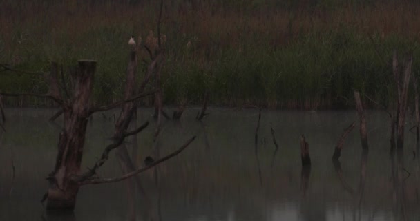 Птицы Утром Озере Темно Uhd 50P Cinematic Closeup — стоковое видео