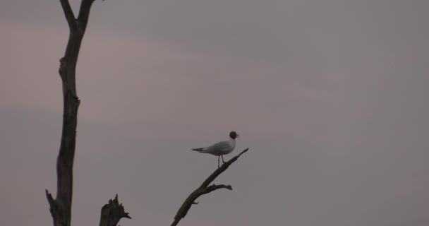 Vogels Ochtend Het Meer Donker Uhd 50P Filmische Close — Stockvideo