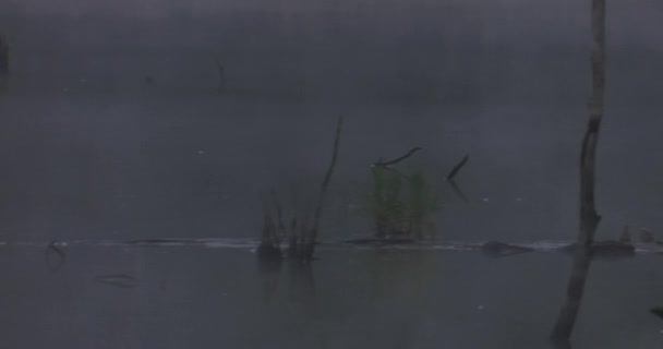 Oiseaux Matin Sur Lac Sombre Uhd 50P Cinématiques Gros Plans — Video