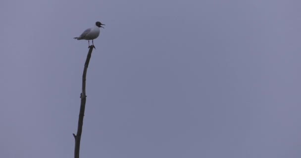 Vogels Ochtend Het Meer Donker Uhd 50P Filmische Close — Stockvideo