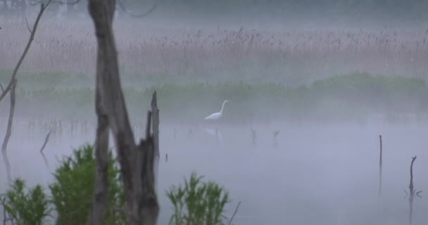 Birds Morning Lake Dark Uhd 50P Cinematic Closeup — Stock Video