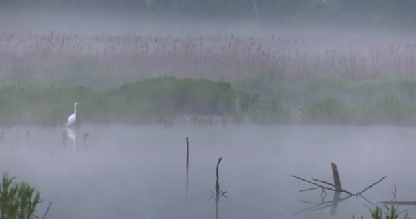 Ptaki Godzinach Porannych Jeziorze Ciemny Uhd 50P Kinowy Zbliżenie — Wideo stockowe