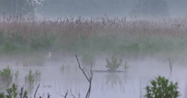 Pájaros Mañana Lago Oscuro Uhd 50P Cine Primeros Planos — Vídeos de Stock