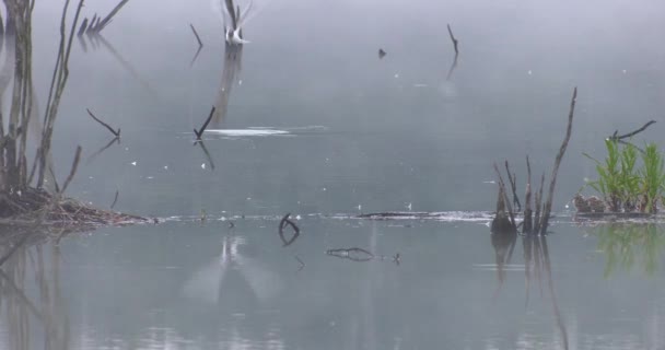 Pássaros Manhã Lago Escuro Uhd 50P Cinemático Fechar — Vídeo de Stock