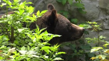 Yiyecek aramaya kahverengi ayı. 4k, Uhd, 50p, kaydırma, portre, 