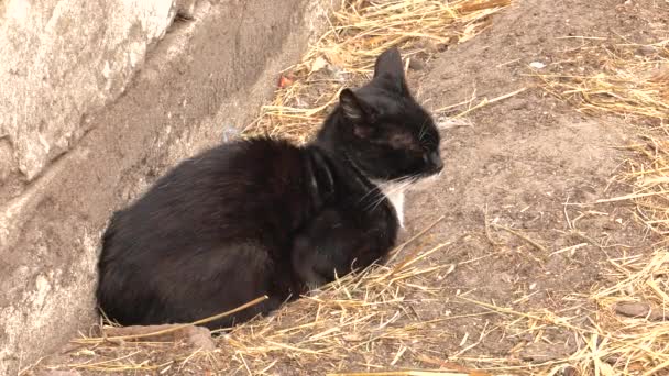 Young Kitten Rests Ground Uhd 50Fps Panning Closeup — Stock Video