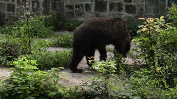 茶色のクマは 食べ物を探してします Uhd クローズ アップ — ストック動画