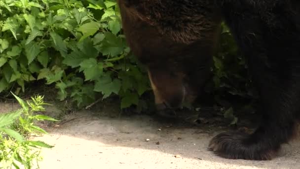 Niedźwiedź Brunatny Poszukuje Pożywienia Uhd 50P Panoramowanie Zbliżenie — Wideo stockowe