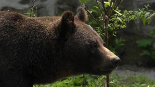 茶色のクマは 食べ物を探してします Uhd クローズ アップ — ストック動画