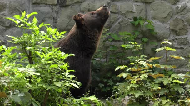 Urso Castanho Procura Comida Uhd 50P Panning Fechar — Vídeo de Stock