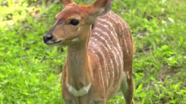 Yiyecek aramaya nyala. 4k, Uhd, 50p, kaydırma, portre, 