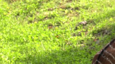 Yiyecek aramaya nyala. 4k, Uhd, 50p, kaydırma, portre, 