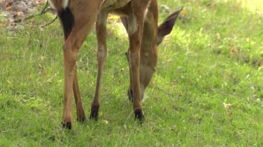 Yiyecek aramaya nyala. 4k, Uhd, 50p, kaydırma, portre, 