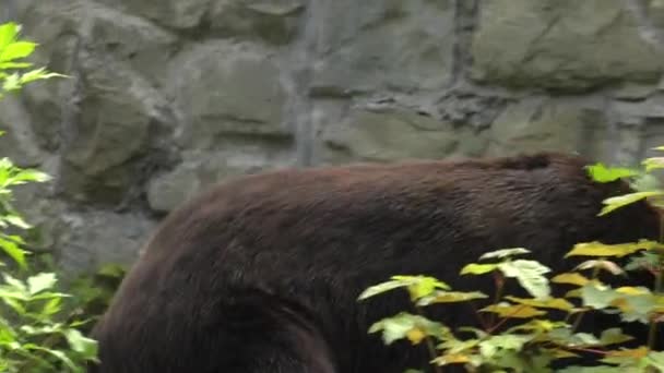 Бурый Медведь Ищет Еду Uhd 50P Panning Closeup — стоковое видео