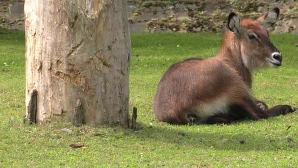 Nilgai Antilop Asya Uhd 50P Kaydırma Portre — Stok video
